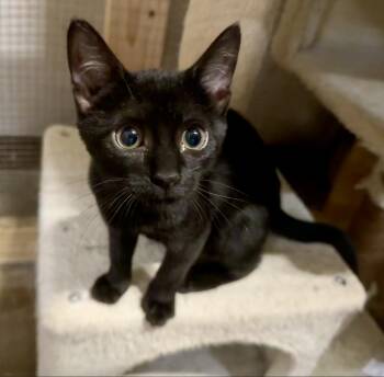 Betty Davis -  Domestic Short Hair Cat for Adoption in Centerville, Georgia - Betty Davis | PetCurious