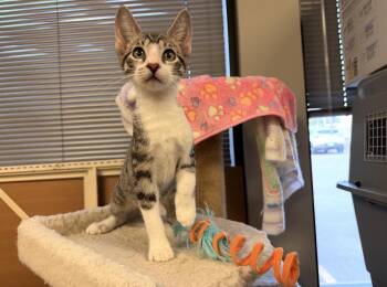 Winston -  Domestic Short Hair Cat for Adoption in Batesville, Arkansas - Winston | PetCurious
