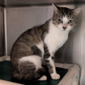 Trina -  Domestic Short Hair Cat for Adoption - Trina | PetCurious