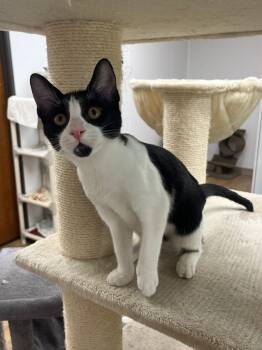 Dive -  Domestic Short Hair Cat for Adoption in Corpus Christi, Texas - Dive | PetCurious