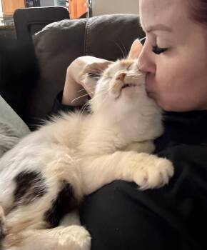 Peach -  Domestic Short Hair Cat for Adoption in Tampa, Florida - Peach | PetCurious
