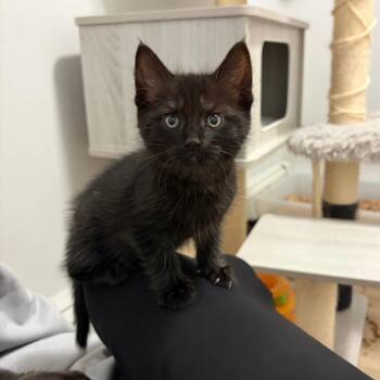 Brielle -  Domestic Short Hair Cat for Adoption in Mastic, New York - Brielle | PetCurious