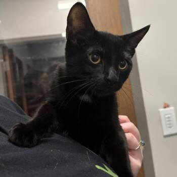 Schneese -  Domestic Short Hair Cat for Adoption in Wilmington, Delaware - Schneese | PetCurious