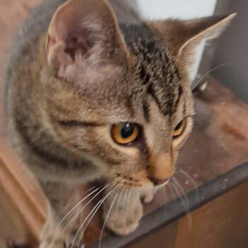 Frenzy -  Domestic Short Hair Cat for Adoption in Calverton, New York - Frenzy | PetCurious