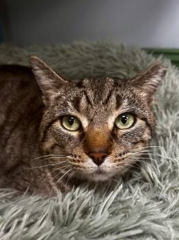 Tabby Cats Available for Adoption - Spaghetti | PetCurious