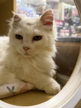 Turkish Angora Cats Available for Adoption in Charlotte, North Carolina - Snow | PetCurious