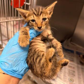 Phil -  Domestic Short Hair Cat for Adoption in Edinburg, Texas - Phil | PetCurious