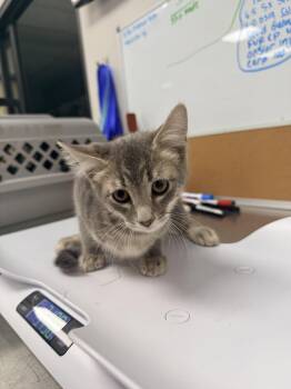 Stan -  Domestic Short Hair and Tabby Cat Available for Adoption in Glendale, Arizona - Stan | PetCurious