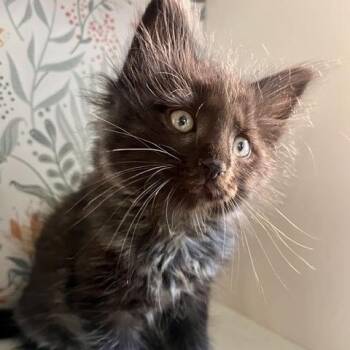 Tomato Hammy 56621 -  Domestic Long Hair Cat for Adoption in Eaton Rapids, Michigan - Tomato Hammy 56621 | PetCurious
