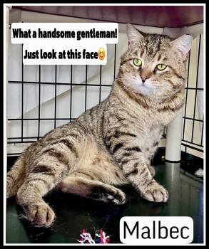 Tabby Cats Available for Adoption in Greenville, Delaware - Malbec (FCID# 03/04/2026-106 | PetCurious