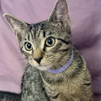 3 Tabbies Coming In -  Domestic Short Hair Cat for Adoption in Clifton, New Jersey - 3 Tabbies Coming In | PetCurious