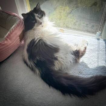 Maine Coon and Domestic Long Hair Cats Available for Adoption in St. Augustine, Florida - Sammy | PetCurious