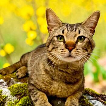 Wally -  Domestic Short Hair Cat for Adoption in Bentonville, Arkansas - Wally | PetCurious