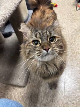 Domestic Long Hair Cats Available for Adoption - Maple | PetCurious