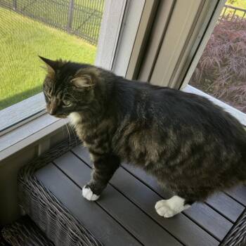 Domestic Medium Hair and Domestic Short Hair Cats Available for Adoption in Granville, Ohio - Simon | PetCurious