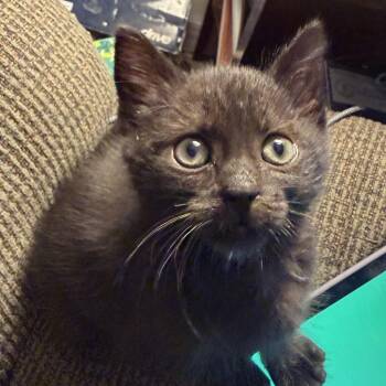 Leaf -  Domestic Short Hair Cat for Adoption in Lynchburg, Virginia - Leaf | PetCurious