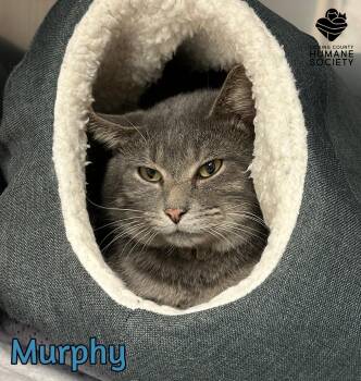 Rescue Domestic Short Hair Cats for Adoption in Heath, Ohio - Murphy | PetCurious