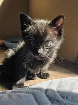 Domestic Short Hair Cats Available for Adoption in Charlotte, North Carolina - SMOKE | PetCurious