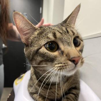 Domestic Short Hair Cats Available for Adoption in Tampa, Florida - Trolley | PetCurious