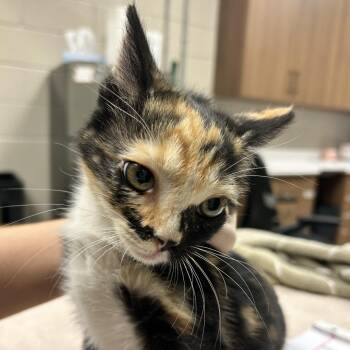 Splish -  Domestic Short Hair Cat for Adoption in Reno, Nevada - Splish | PetCurious