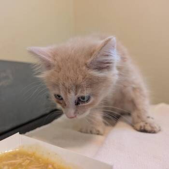 Snoop -  Domestic Short Hair Cat for Adoption in Pasadena, California - Snoop | PetCurious