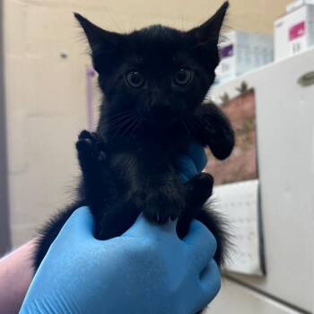 Teeter -  Domestic Short Hair Cat for Adoption in Birmingham, Alabama - Teeter | PetCurious