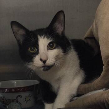Batman -  Domestic Short Hair and Mixed Breed Cat for Adoption in Voorhees Township, New Jersey - Batman | PetCurious