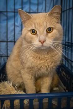 Tabby Cats Available for Adoption - Scooch (m) (FCID# 01/12/2026 - 1 Trainer) | PetCurious