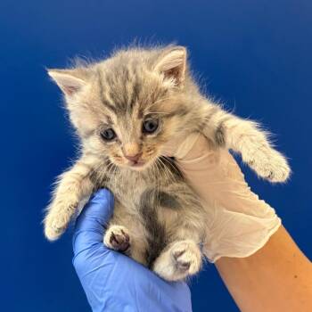Alex Karev -  Domestic Short Hair Cat for Adoption in Grantsville, Utah - Alex Karev | PetCurious