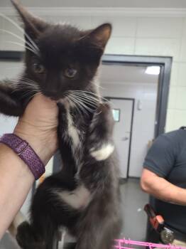 Rescue Domestic Short Hair Cats for Adoption in ABRAHAM BALDWIN COLLEGE, Georgia - C970-25 | PetCurious