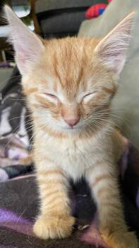 Ginkgo -  Domestic Medium Hair Cat Available for Adoption in Chicago, Illinois - Ginkgo | PetCurious