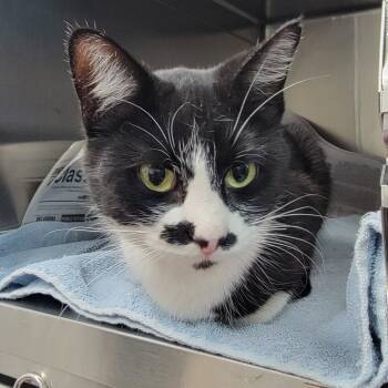 Rescue Domestic Short Hair Cats for Adoption in Ardmore, Oklahoma - Lily | PetCurious