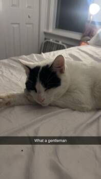 Rescue Domestic Short Hair Cats for Adoption in Troy, New York - Louis | PetCurious