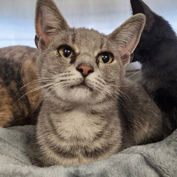 Rescue Domestic Short Hair Cats for Adoption in Evensville, Tennessee - Jewel | PetCurious