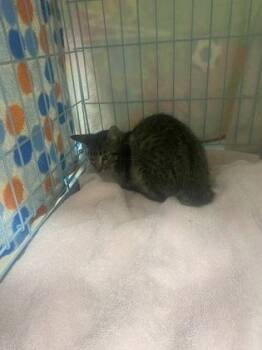 Friesian -  Domestic Short Hair Cat for Adoption in Gainesville, Florida - Friesian | PetCurious