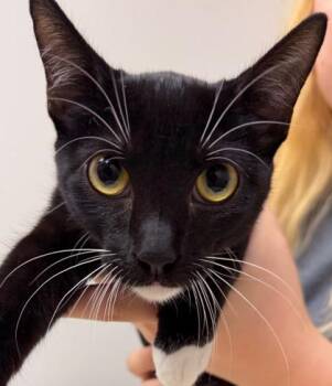 Viola -  Domestic Short Hair Cat for Adoption in Sacramento, California - Viola | PetCurious