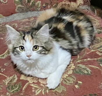 Rescue Calico and Manx Cats for Adoption in Versailles, Kentucky - Harper | PetCurious