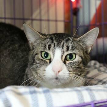 Domestic Short Hair Cats Available for Adoption in Saugerties, New York - Tulip | PetCurious