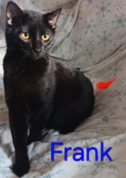 Domestic Short Hair Cats Available for Adoption - Uncle Frank | PetCurious