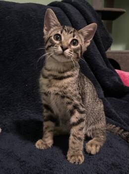 Gordita -  Tabby and Domestic Short Hair Cat for Adoption in Chattanooga, Tennessee - Gordita | PetCurious