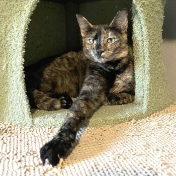 Domestic Short Hair and Tortoiseshell Cats Available for Adoption in Houston, Texas - Feyre | PetCurious