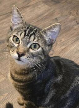 Domestic Short Hair Cats Available for Adoption in Salinas, California - Brody | PetCurious
