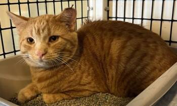 Rescue Domestic Short Hair Cats for Adoption in Williamstown, Kentucky - Clyde | PetCurious