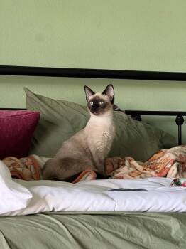 Athena -  Siamese Cat for Adoption in San Antonio, Texas - Athena | PetCurious