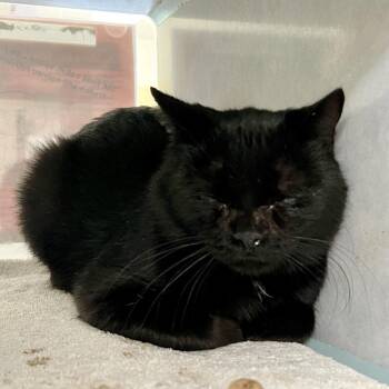Thenn -  Domestic Short Hair Cat for Adoption in Glenwood Springs, Colorado - Thenn | PetCurious