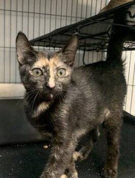 Leia -  Domestic Short Hair Cat for Adoption in Sanford, Florida - Leia | PetCurious