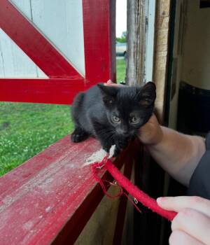 Domestic Medium Hair Cats Available for Adoption in Calera, Alabama - Gideon | PetCurious