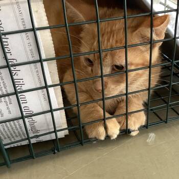 Icabod -  Domestic Short Hair Cat for Adoption in Montgomery, Alabama - Icabod | PetCurious