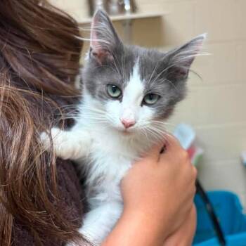 Laffy -  Domestic Medium Hair Cat for Adoption in Bethel, Connecticut - Laffy | PetCurious