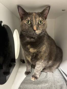 Willow -  Domestic Short Hair Cat for Adoption in Elmsford, New York - Willow | PetCurious
